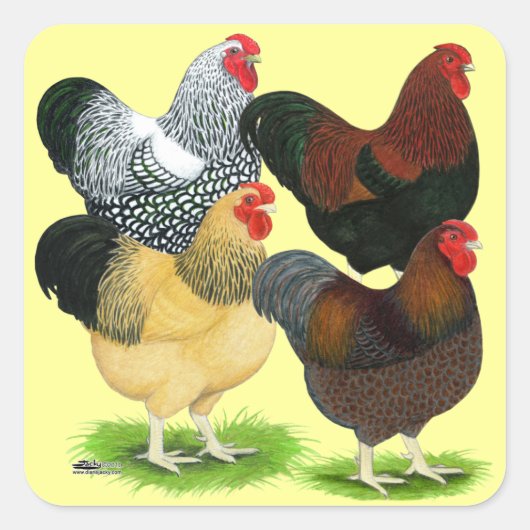 Wyandotte: Rooster-evaluatie Vierkante Sticker (Voorkant)