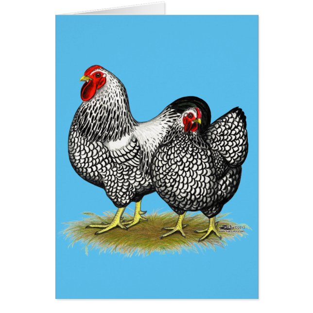 Wyandotte: Silver Pair (Voorkant)