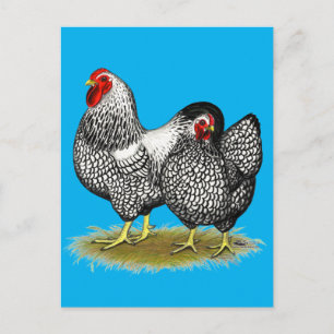 Wyandotte:  Silver Pair Briefkaart