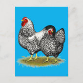 Wyandotte:  Silver Pair Briefkaart (Voorkant)