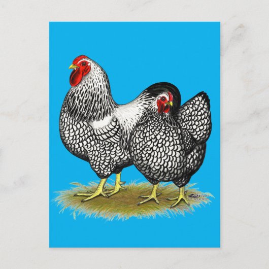 Wyandotte: Silver Pair Briefkaart (Voorkant)