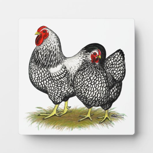 Wyandotte: Silver Pair Fotoplaat (Voorkant)