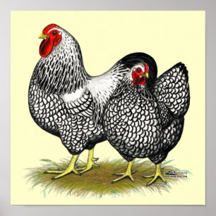 Wyandotte: Silver Pair Poster