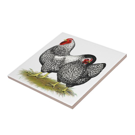 Wyandotte: Silver Pair Tegeltje (Zijkant)