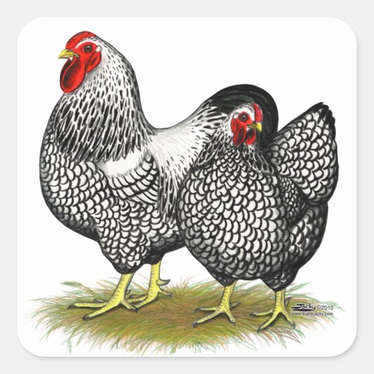 Wyandotte: Silver Pair Vierkante Sticker (Voorkant)