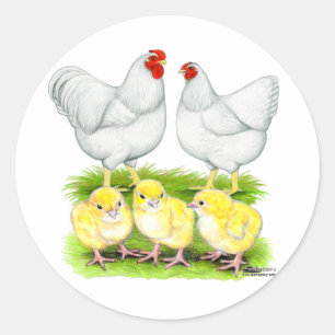 Wyandotte Witte Kippen Familie Ronde Sticker