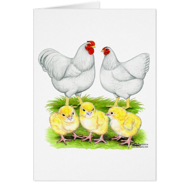 Wyandotte Witte Kippenfamilie (Voorkant)