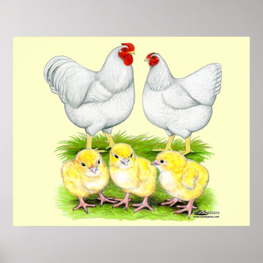 Wyandotte Witte Kippenfamilie Poster (Voorkant)