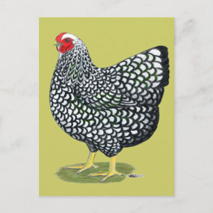 Wyandotte:  Zilverlaced Hen Briefkaart