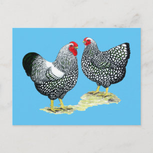 Wyandottes Silver-laced Pair Briefkaart