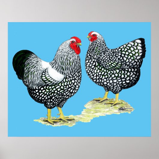 Wyandottes Silver-laced Pair Poster (Voorkant)
