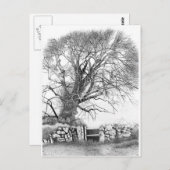 Wych Elm. Briefkaart van het oorspronkelijke (Voorkant / Achterkant)