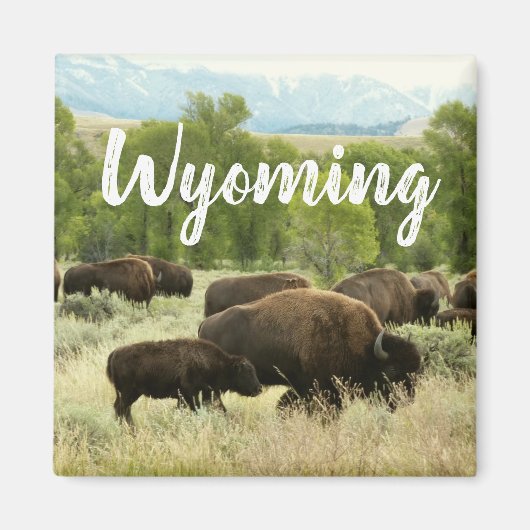 Wyoming Bison Nature Animal Photography Magneet (Voorkant)