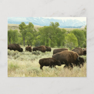 Wyoming Bison Natuur Animal Fotografie Briefkaart