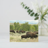 Wyoming Bison Natuur Animal Fotografie Briefkaart (Staand voorkant)