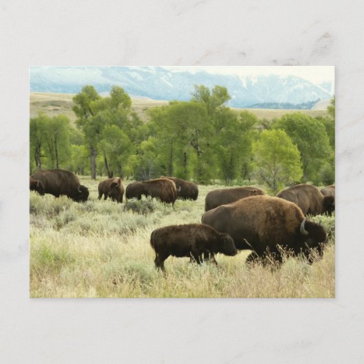 Wyoming Bison Natuur Animal Fotografie Briefkaart (Voorkant)