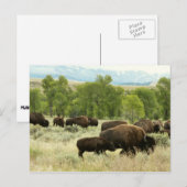 Wyoming Bison Natuur Animal Fotografie Briefkaart (Voorkant / Achterkant)