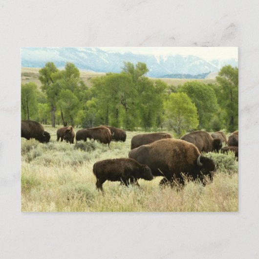 Wyoming Bison Natuur Animal Fotografie Briefkaart (Voorkant)