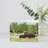 Wyoming Bison Natuur Animal Fotografie Briefkaart (Staand voorkant)
