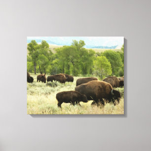 Wyoming Bison Natuur Animal Fotografie Canvas Afdruk