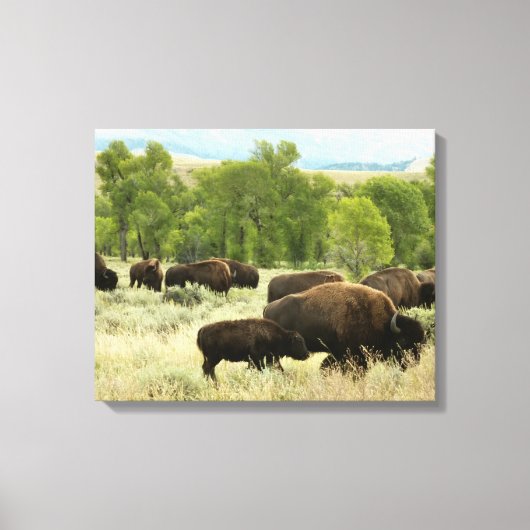 Wyoming Bison Natuur Animal Fotografie Canvas Afdruk (Voorkant)