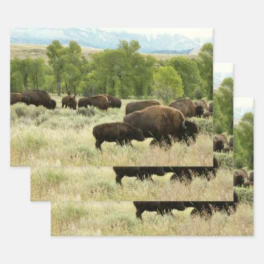 Wyoming Bison Natuur Animal Fotografie Inpakpapier Vel (Set)