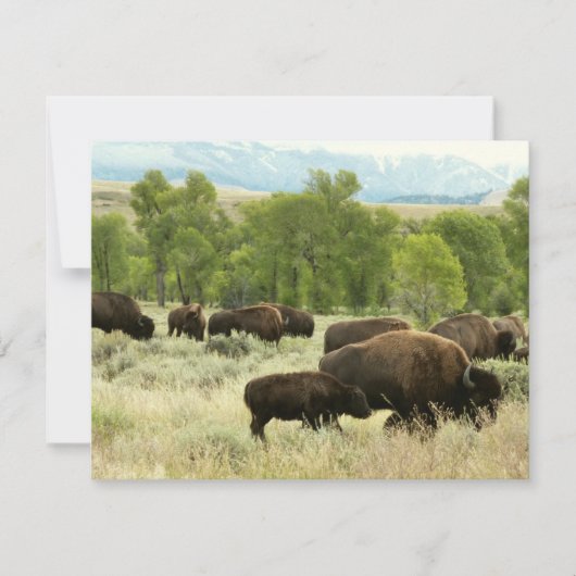Wyoming Bison Natuur Animal Fotografie Kaart (Voorkant)