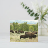 Wyoming Bison Natuur Animal Fotografie Kaart (Staand voorkant)