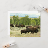 Wyoming Bison Natuur Animal Fotografie Kaart (Voorkant / Achterkant in situ)