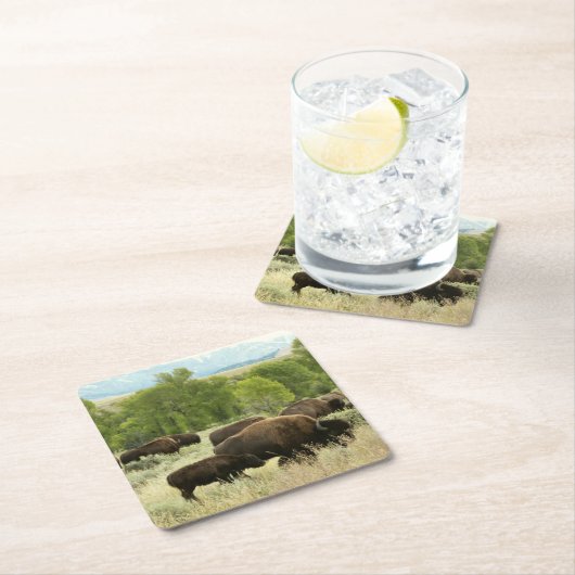 Wyoming Bison Natuur Animal Fotografie Kartonnen Onderzetters (Insitu)