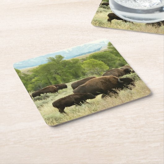 Wyoming Bison Natuur Animal Fotografie Kartonnen Onderzetters (Schuin)