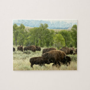 Wyoming Bison Natuur Animal Fotografie Legpuzzel
