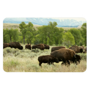 Wyoming Bison Natuur Animal Fotografie Magneet