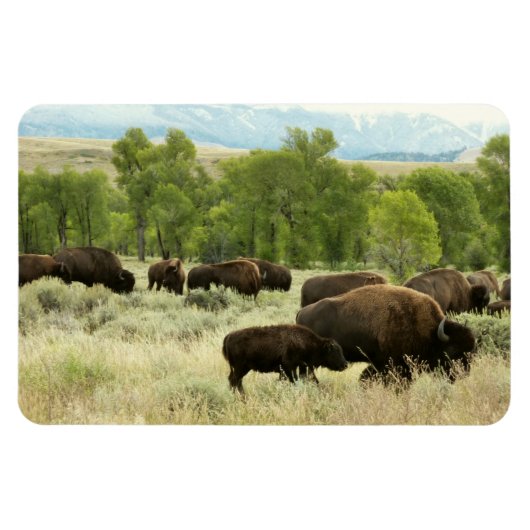 Wyoming Bison Natuur Animal Fotografie Magneet (Horizontaal)