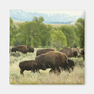 Wyoming Bison Natuur Animal Fotografie Magneet
