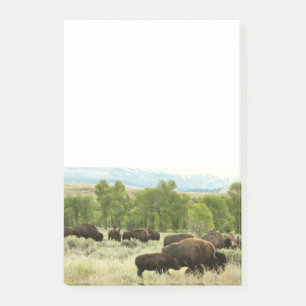 Wyoming Bison Natuur Animal Fotografie Post-it® Notes