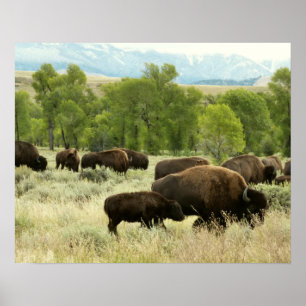 Wyoming Bison Natuur Animal Fotografie Poster