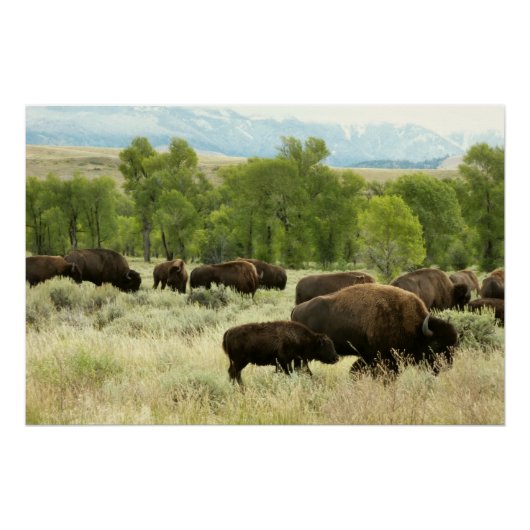 Wyoming Bison Natuur Animal Fotografie Poster (Voorkant)