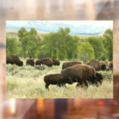 Wyoming Bison Natuur Animal Fotografie Raamsticker (Vel 2)