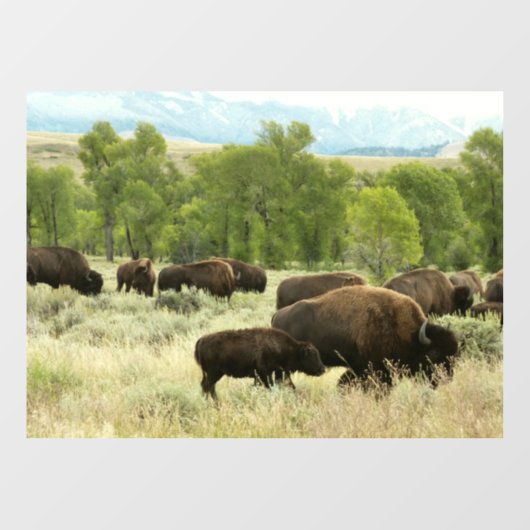 Wyoming Bison Natuur Animal Fotografie Raamsticker (Vel)
