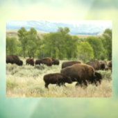 Wyoming Bison Natuur Animal Fotografie Raamsticker (Vel 3)