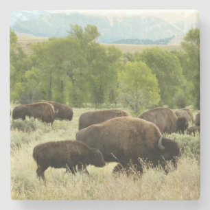 Wyoming Bison Natuur Animal Fotografie Stenen Onderzetter