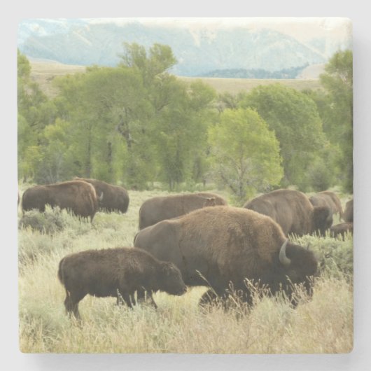 Wyoming Bison Natuur Animal Fotografie Stenen Onderzetter (Voorkant)