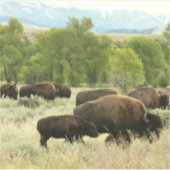 Wyoming Bison Natuur Animal Fotografie Sticker (Voorkant)