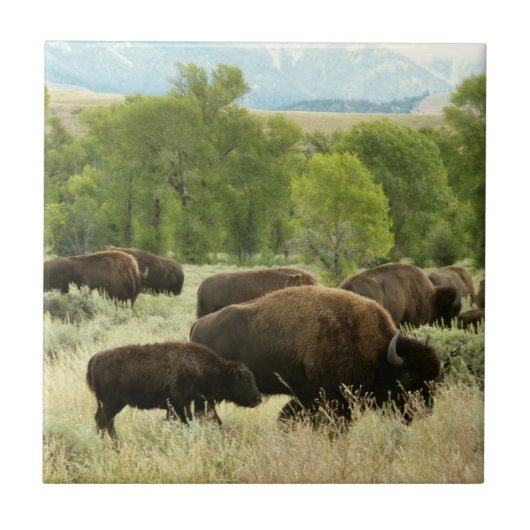 Wyoming Bison Natuur Animal Fotografie Tegeltje (Voorkant)