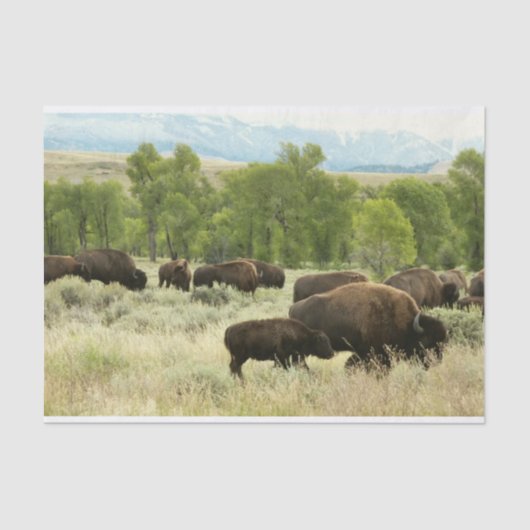 Wyoming Bison Natuur Animal Fotografie Tissuepapier (Voorkant)