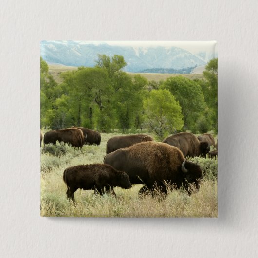 Wyoming Bison Natuur Animal Fotografie Vierkante Button 5,1 Cm (Voorkant)