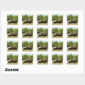 Wyoming Bison Natuur Animal Fotografie Vierkante Sticker (Vel)
