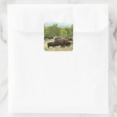 Wyoming Bison Natuur Animal Fotografie Vierkante Sticker (Tas)