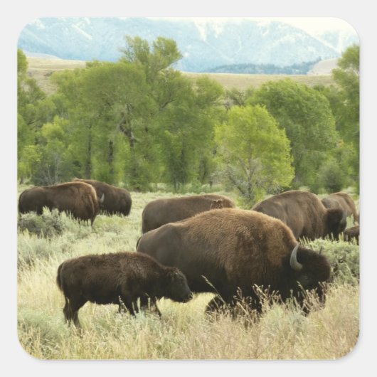 Wyoming Bison Natuur Animal Fotografie Vierkante Sticker (Voorkant)